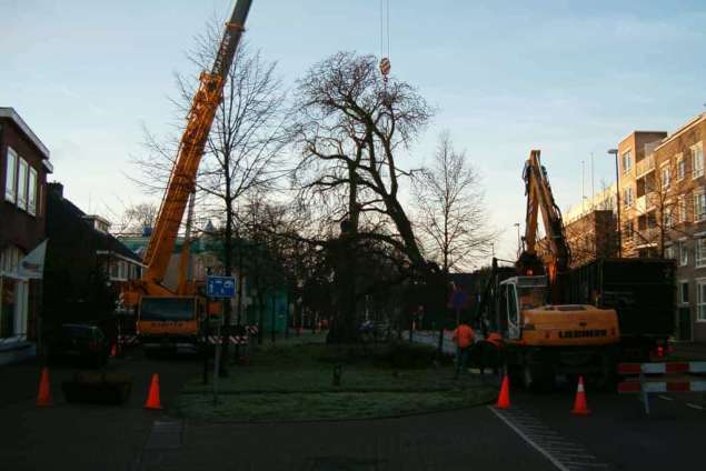 rooien en kappen van bomen door A van Spelde hoveniers, betaalbaar en veilig, u ziet rode pionen en een atlaskraan hovenier Tilburg en omstreken